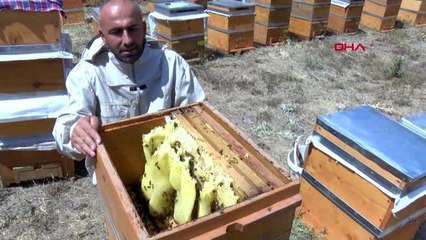 Tunceli'de doğal kır balının sağımı başladı-2