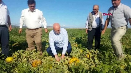 MANİSA Kırkağaç'ta kavun hasadı başladı