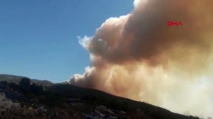 Milas'ta orman yangını