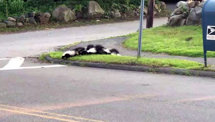 Skunk Family Cross Road Safely