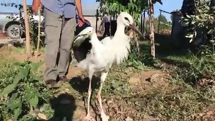 Yaralı leyleğe köylüler sahip çıktı - BİNGÖL