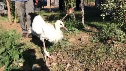Yaralı leyleğe köylüler sahip çıktı