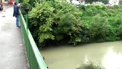 Bartın Irmağı'nda balık ölümleri