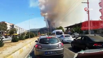 Milas’taki orman yangını tarım arazilerine sıçradı