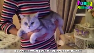 It's TIME for SUPER LAUGH! Best FUNNY CAT videos 2018