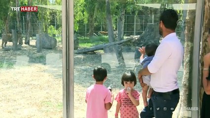İzmir'de sıcaktan bunalan hayvanlar buzlu menülerle serinliyor