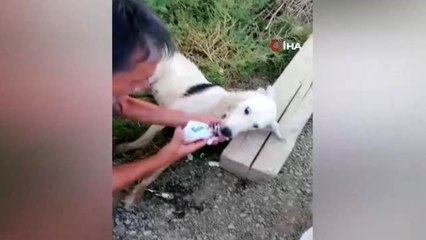İzmir'de zehirlenen 7 köpek telef oldu