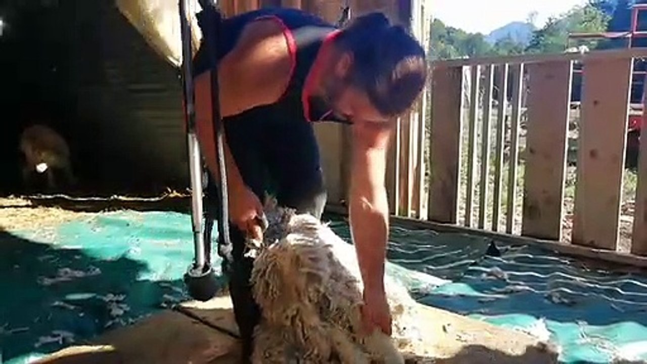 Le Châtelard : tout savoir sur la tonte des chèvres angoras