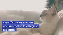 Científicos desarrollan vacuna contra la alergia a los gatos