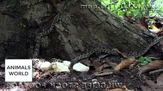 Indigo Snake Eats Python 01 - Snake Cannibalism