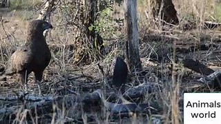 Cobra vs Brown Snake Eagle - Latest Wildlife Sightings