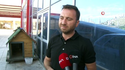 Başkentte zehirlenen 3 köpek telef oldu