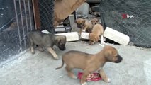 Başkentte zehirlenen 3 köpek telef oldu