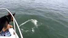 DOG JUMPS ON DOLPHIN funny video