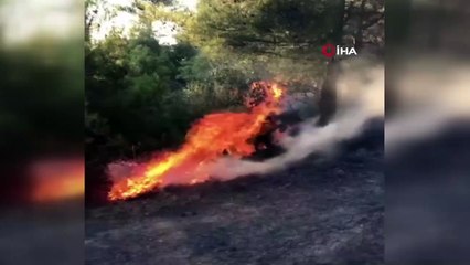 Hatay’da orman yangını