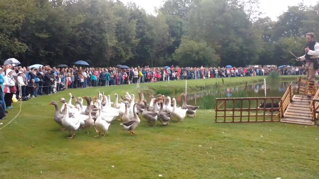 Les oies savantes en balade à Beloeil
