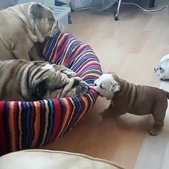 Ce chiot embête ses parents pendant qu'ils dorment