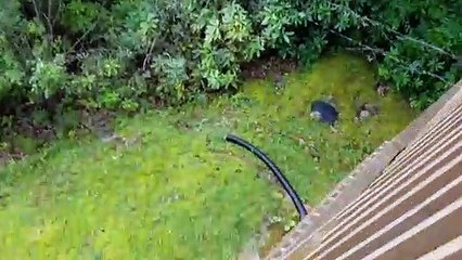¡Vaya susto! Un oso se sube al balcón de la cabaña