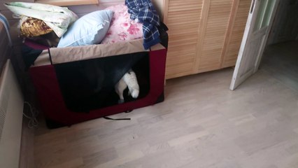 Husky is dancing on the bed