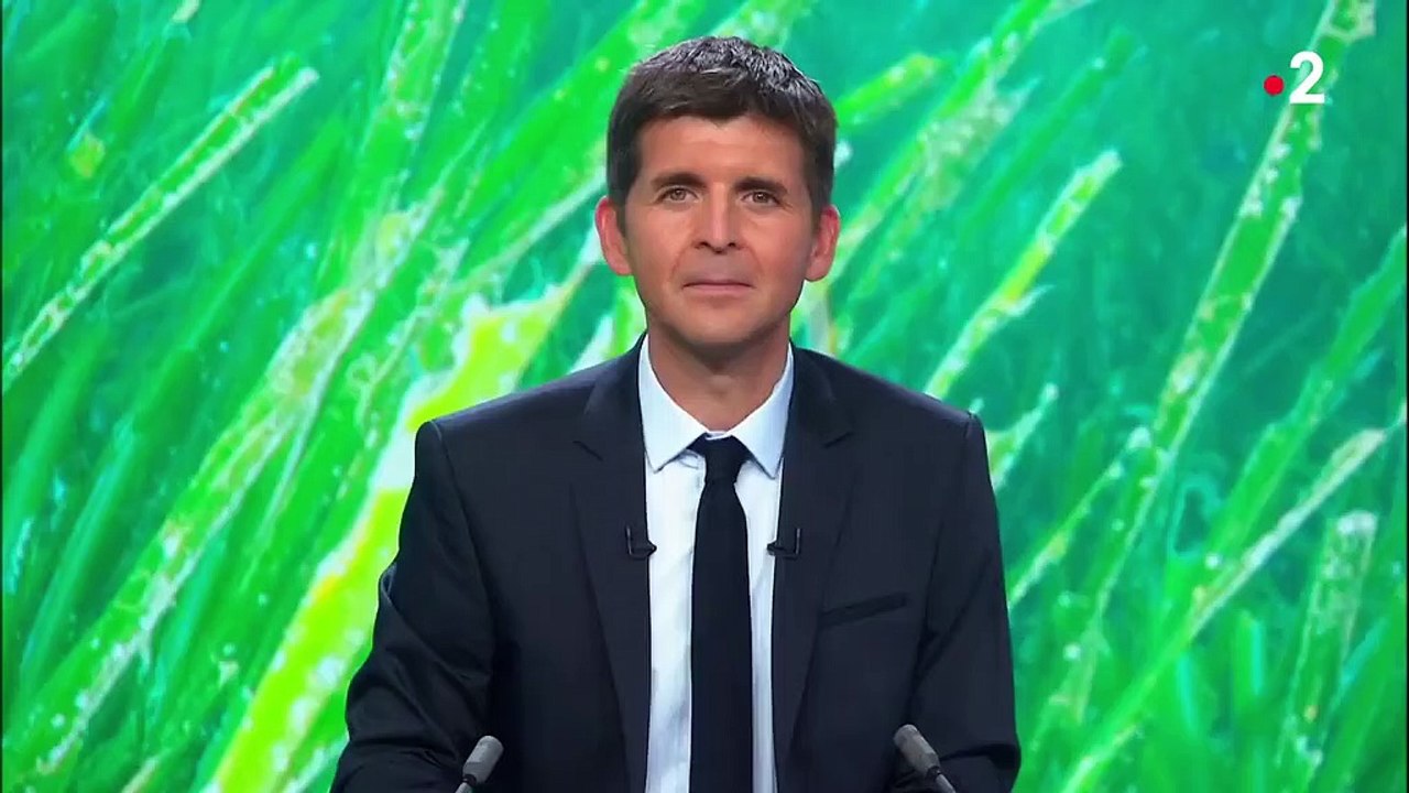 Mer : à la découverte des posidonies, véritables prairies sous-marines