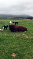 Cette vache est escaladée... par des bébé chèvres !