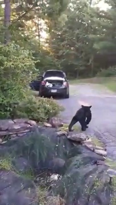 Cet ours vole des LEGO dans la voiture à côté de la bouffe !