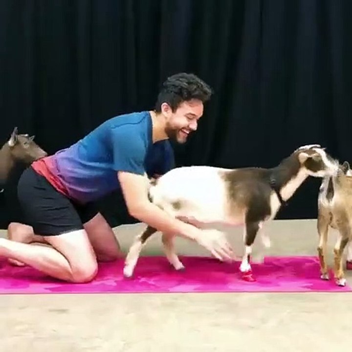 Sport de bobos : faites du Yoga avec des chèvres !