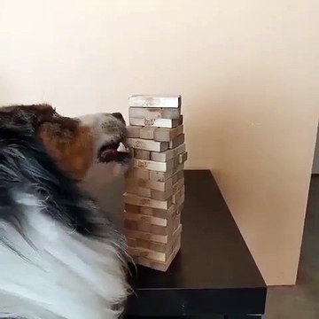 Ce chien joue au Jenga sans faire tomber la tour de bois !