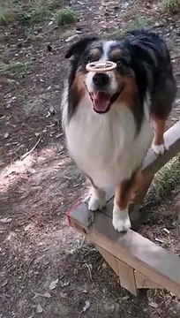 Ce chien est un acrobate : marche en équilibre avec un Fidget Spinner sur le nez !