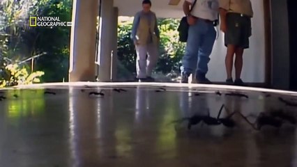 حيوانات العالم الأشد فتكاً