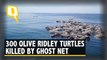 300 Olive Ridley Sea Turtles Found Floating Dead off Mexico’s Pacific Coast