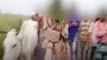 70-Year-Old Allegedly Assaulted, Tonsured by Cow Vigilantes in UP