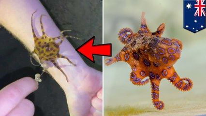 殺人タコとは知らず…猛毒ブルーリングオクトパスを手に持ち撮影した観光客 - トモニュース