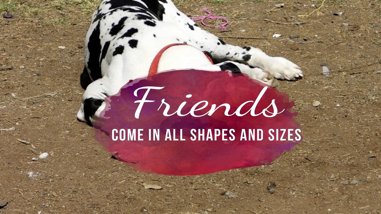 Friends come in all Shapes and Sizes ♥