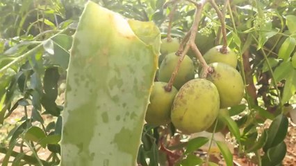 FUI PASSA BABOSA EM MINHA planta E OLHA SÓ O QUE ACONTECEU COM ELA EM POUCOS DIAS.