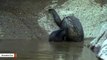 Mom Drags Reluctant River Otter Pups To Their First Swim