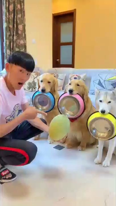 Funny with Dogs|Chiens drôles|Perros graciosos|Funny videos 2019