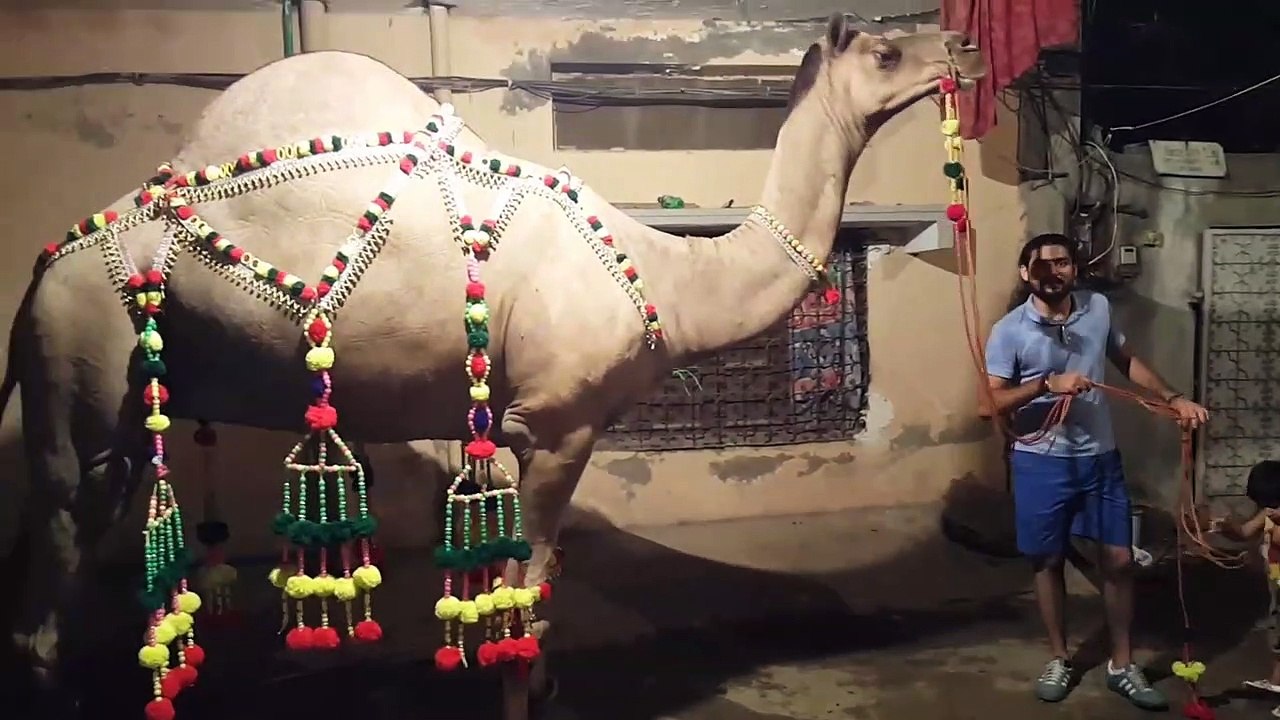 Camel for Qurbani Eid 2019 in Lahore - IslamPura - Camel Qurbani Eid