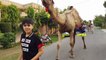 Camel for Qurbani Eid 2019 in Lahore Wapda Town - Bakra Mandi Pakistan