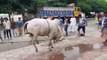 The Biggest Cow Qurbani 2019 | Eid Ul Adha Cow Qurbani Dhaka