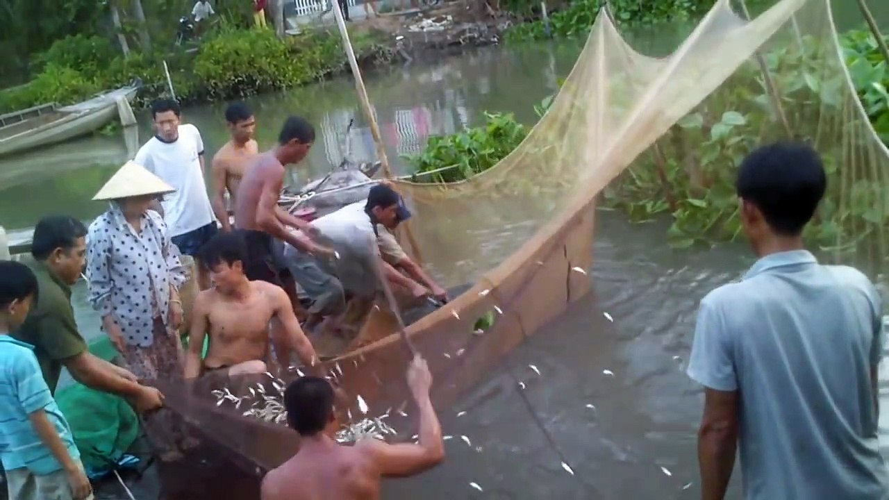 Xem Dở Chà Bắt Cá Ở Cần Thơ