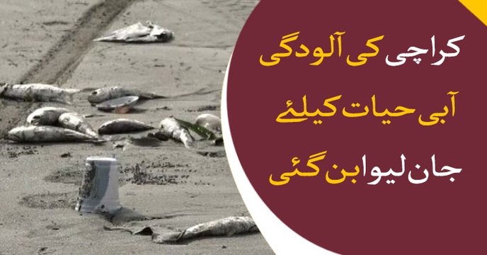 A large number of dead sea creatures surfaced along Karachi’s Sea View beach