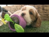 4 Week Old Cavalier Puppies Love Solar Energy