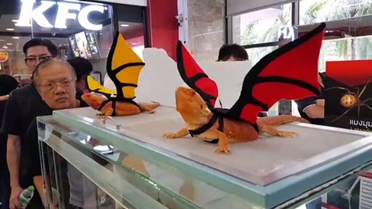 Bearded Dragons With Wings