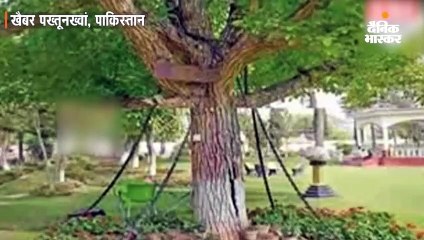 नशे में धुत अंग्रेज ने 121 साल पहले पेड़ को गिरफ्तार करवाया, यह अब भी जंजीरों में जकड़ा है