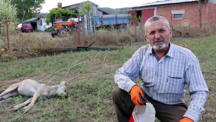 Elektrik akımına kapılan kurt telef oldu - BOLU