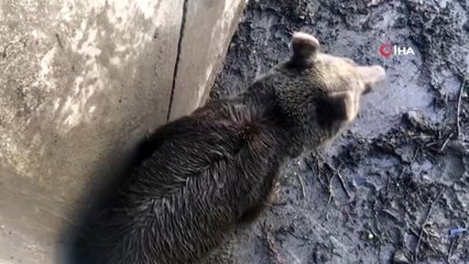 Bursa'da ayı ailesine kurtarma operasyonu