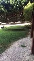 Ce chien galère à récupérer son bâton sur le hamac du jardin !