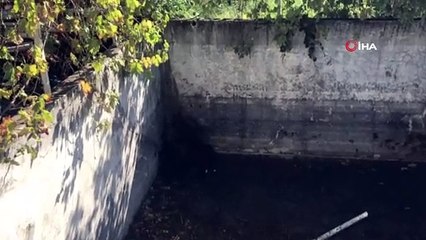 Bursa'da ayı ailesine kurtarma operasyonu