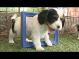 Puppies, Say Cheese- - Cavalier Puppies in Picture Frames